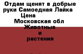 Отдам щенят в добрые руки Самоедная Лайка › Цена ­ 13 000 - Московская обл. Животные и растения » Собаки   
